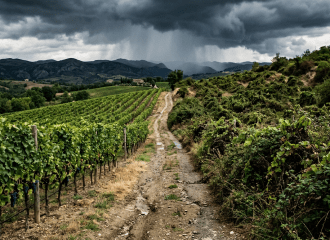 Rain showers over vineyard with grapevines and dirt path under dark stormy clouds
