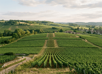 Vineyard rows on rolling green hills with a village and farm buildings in the distance