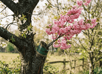 Pink and white blossoms growing on a grafted tree in an orchard